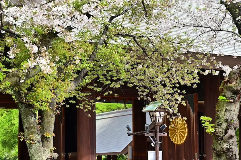 春のある日に、内苑から神門を望む