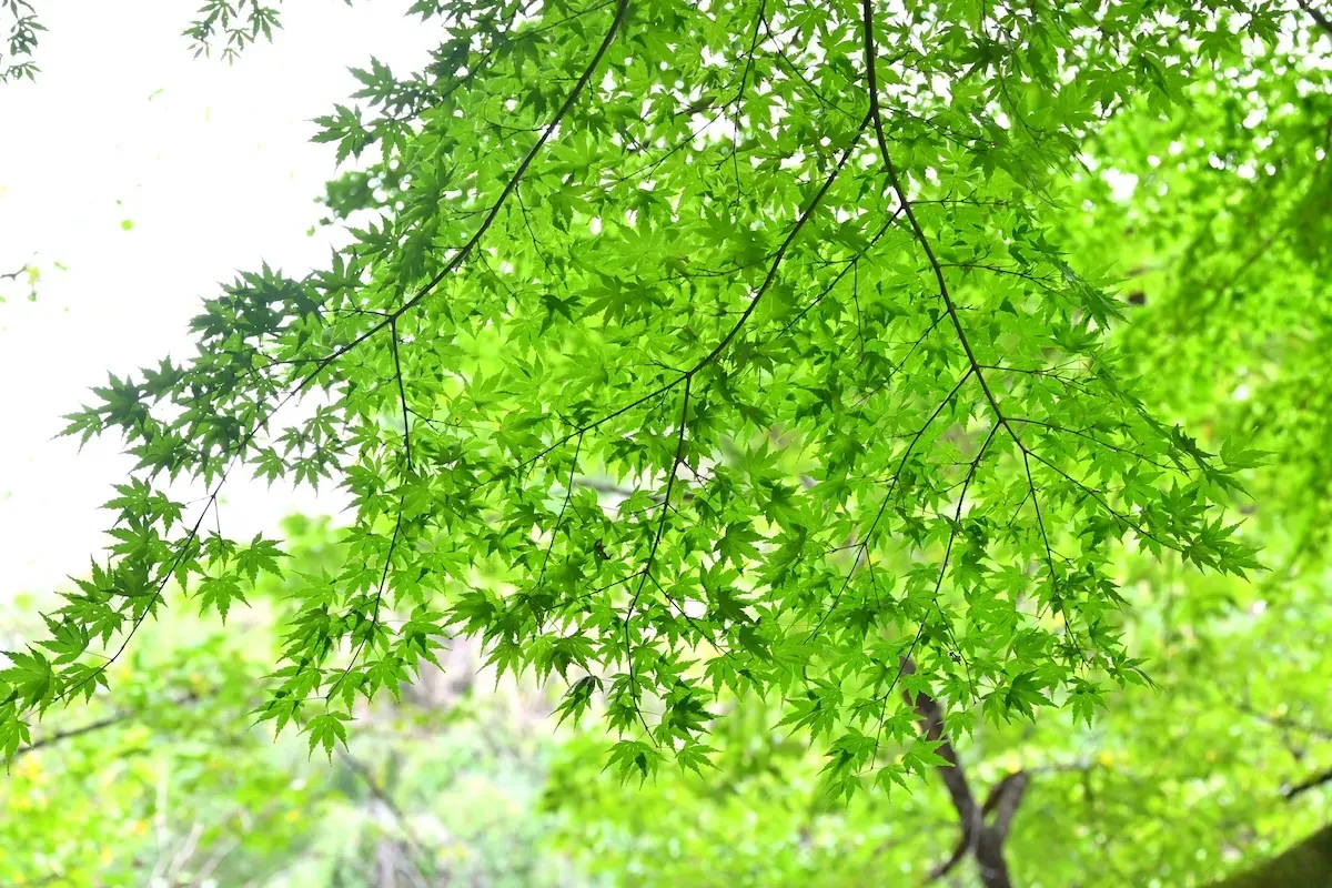 新緑の木漏れ日が美しい、穏やかな春の一日を感じさせる風景